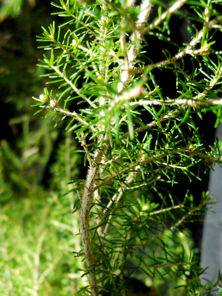 Arbusto 2 - Erica arborea